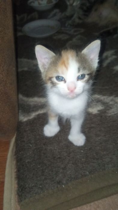 Котики у добрі руки