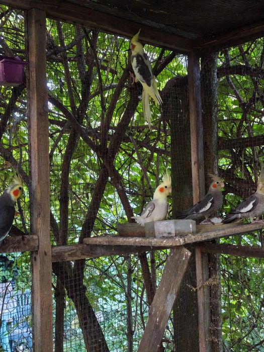 Papuga nimfa papugi nimfy młode