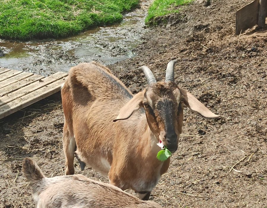 Koza anglonubijska, mleko