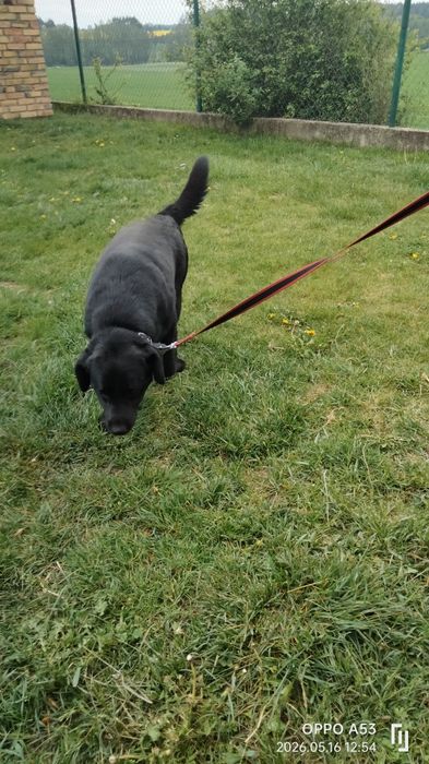 Heban labrador do adopcji