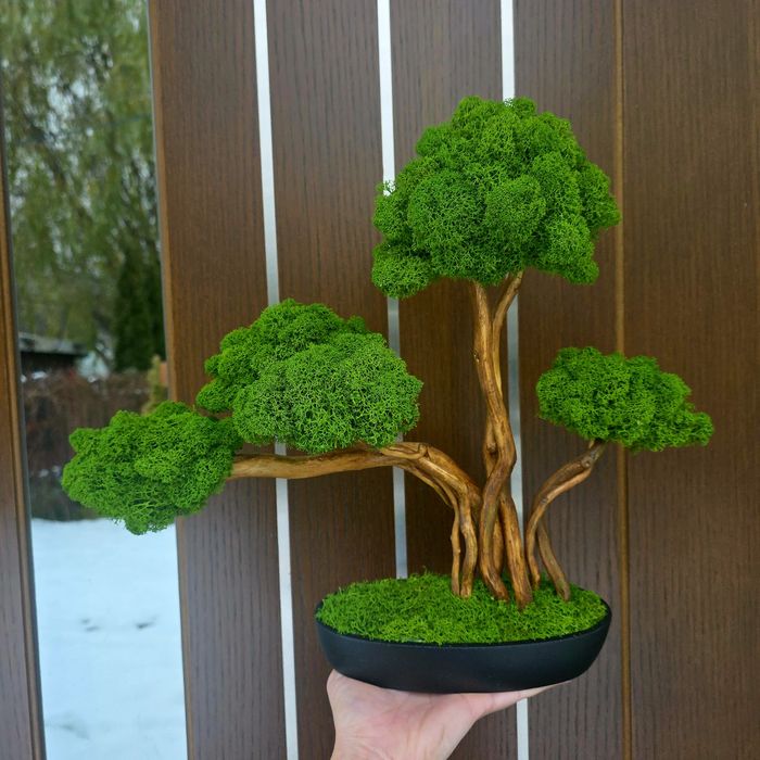 Drzewko bonsai. Mech Chrobotek. Prezent. Dekoracje wnętrz