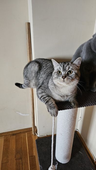 Шотландський котик