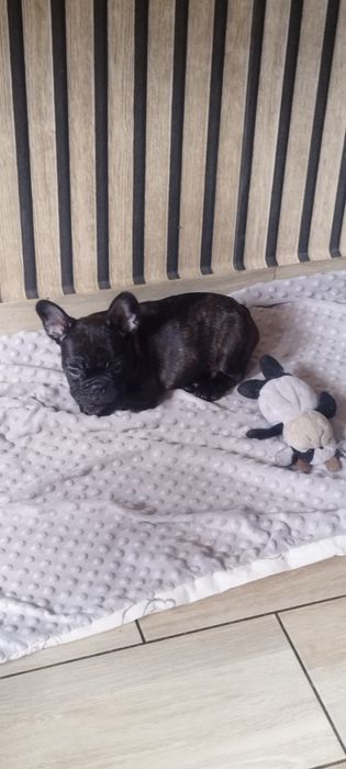 Szczeniak Buldog francuski