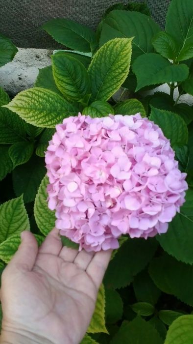 Гортензия крупнолистовая разных цветов морозостойкая