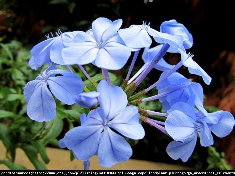 Ołownik błękitny Plumbago auriculata