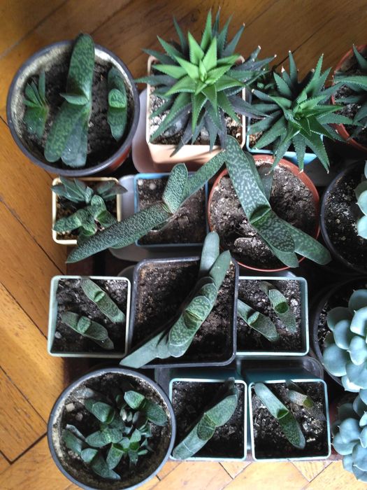 Суккуленты-гастерия, ехеверия, хавортия