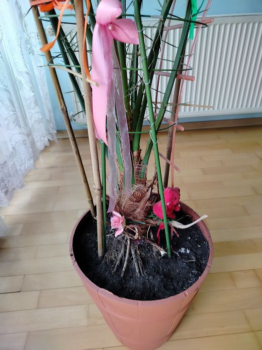 Sprzedam palmę..
