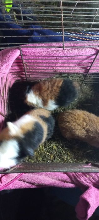 Свинка трехцветная