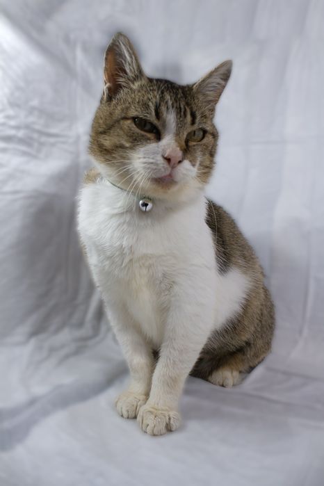 Маруся шукає дім.