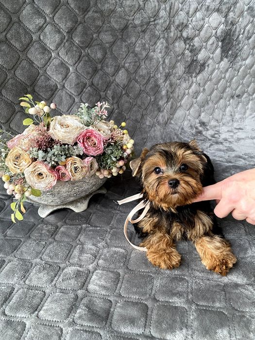 Йорки гарнесенькі