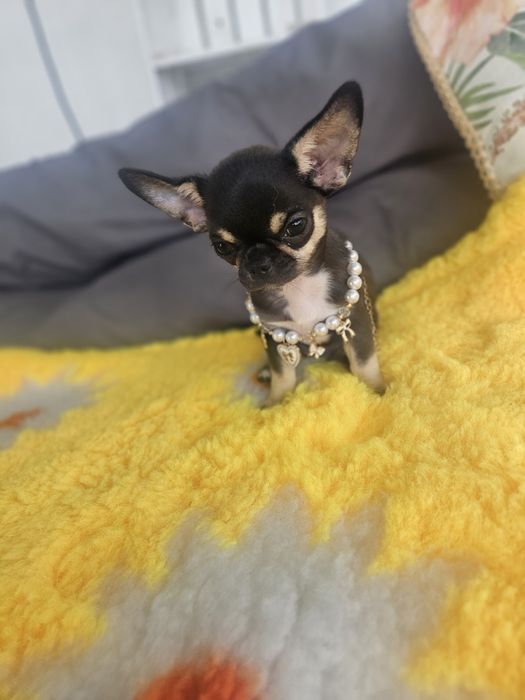 Mini suczka chihuahua 11 tyg