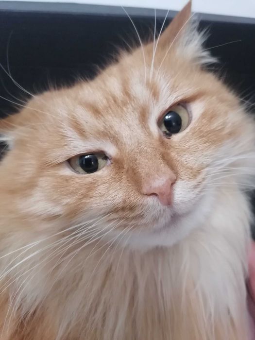 Рижий пухнастий котик