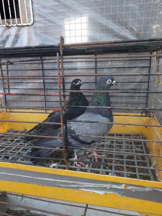 Sprzedam gołębie Górniaki