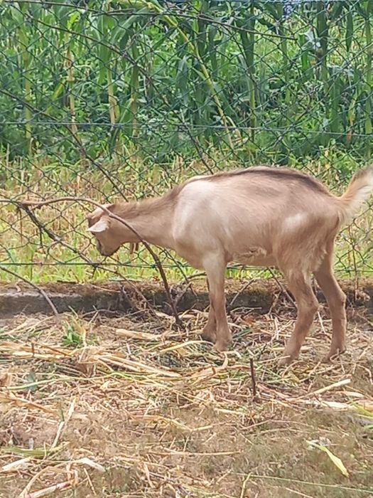 Cabrito macho 3 meses