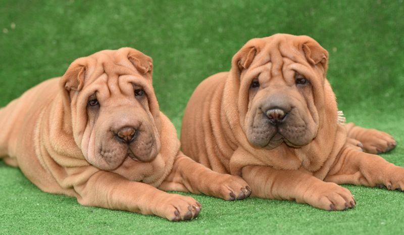 Шарпей, девочка хорс (вид шерсти)