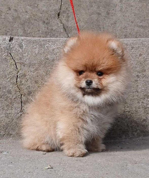 грайливий хлопчик