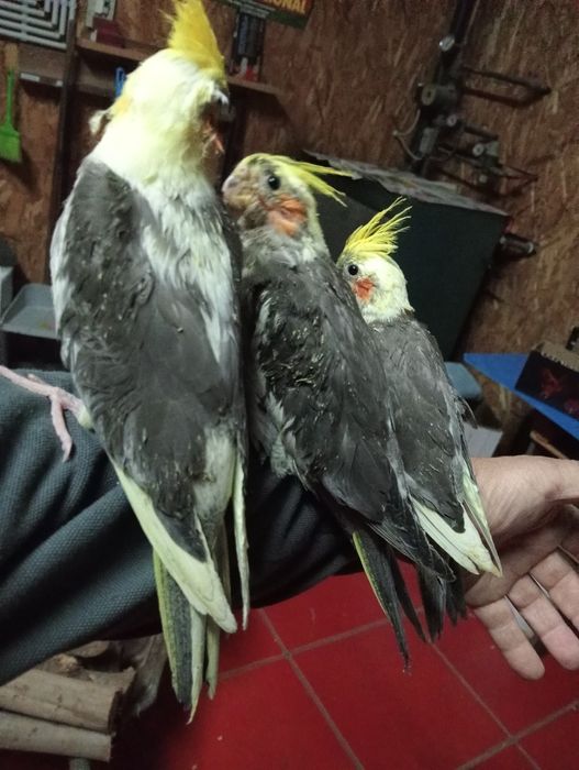 Caturras domesticadas