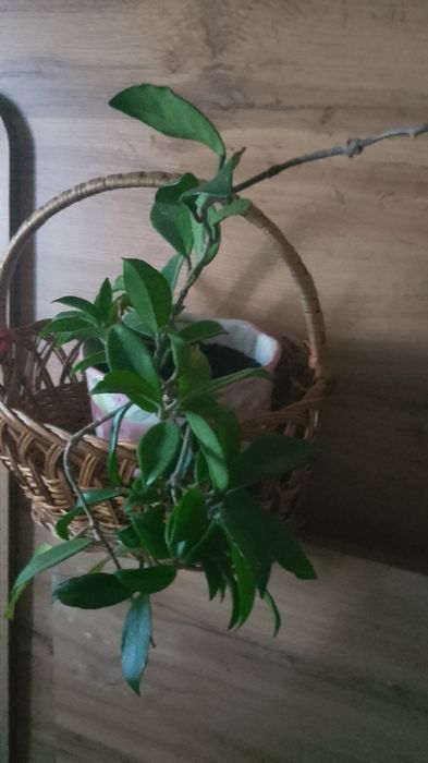 Хоя велика доросла рослина