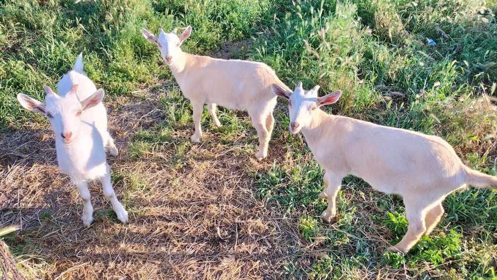 Продаю 3 -місячних козенят, дівчатка