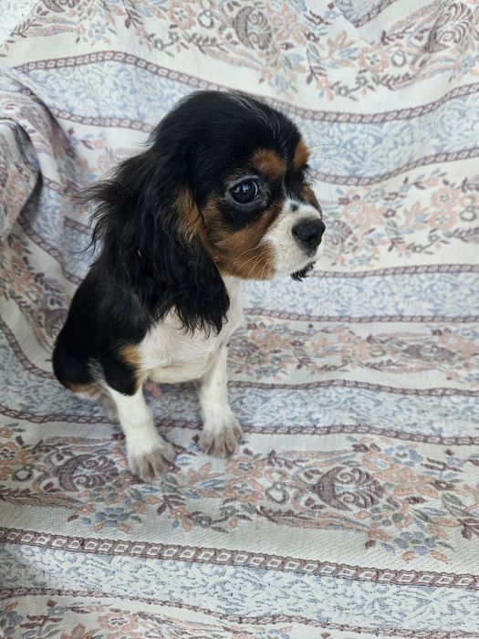 Cavalier King Charles Spaniel