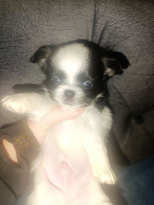 Предлагается к продаже мальчик чихуа