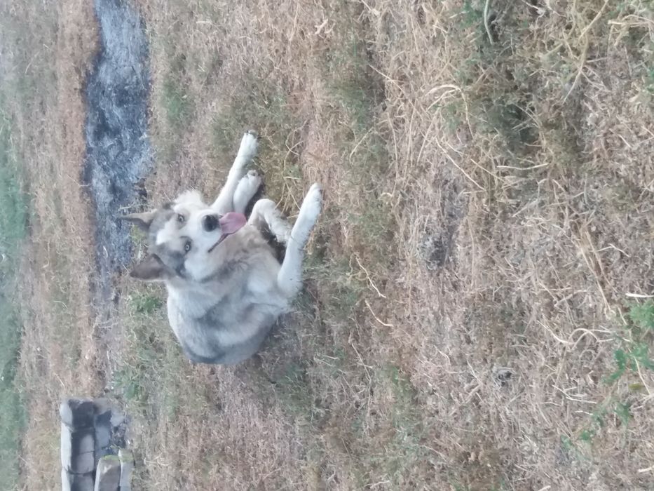 Сибирский хаски,ищем девочку для вязки.