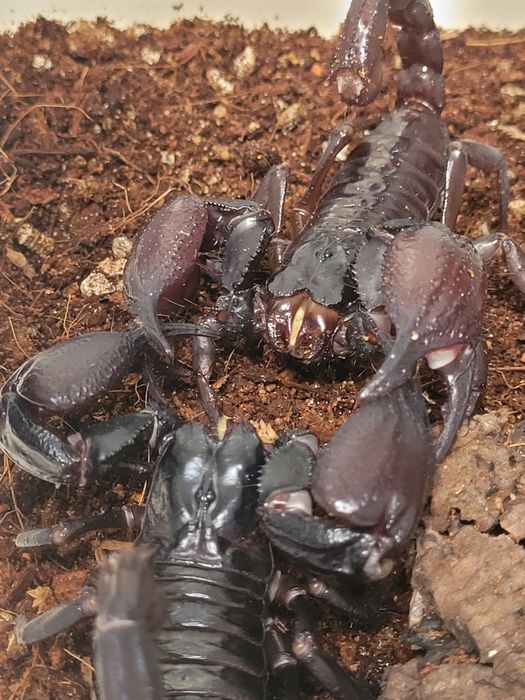 Heterometrus silenus (ex. petersii) i2 skorpion