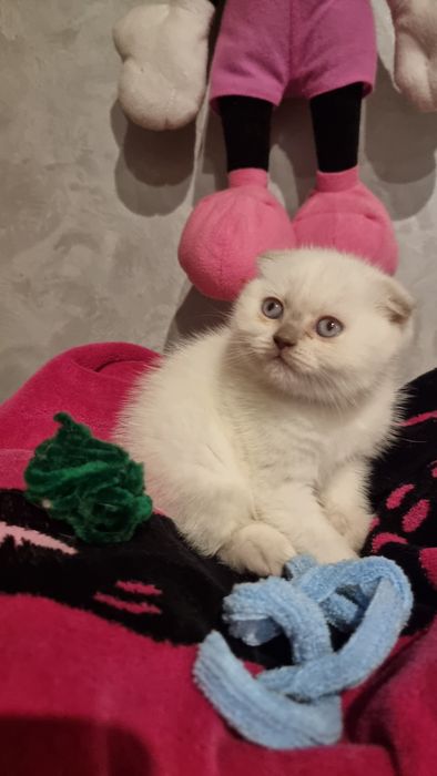 Шотландский котик