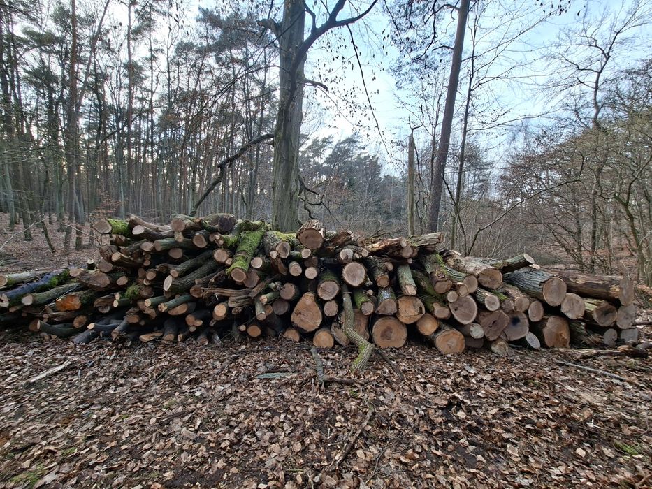 Drewno do palenia, liściaste gatunki