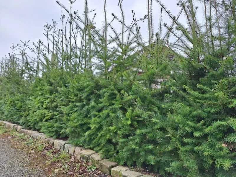 Daglezja zielona DUŻE sadzonki żywopłot