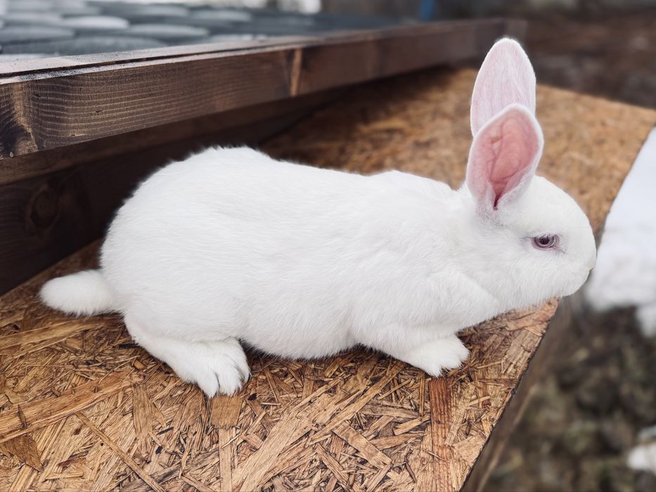 Króliki / Królik Termondzki Biały - Samiec , Samica