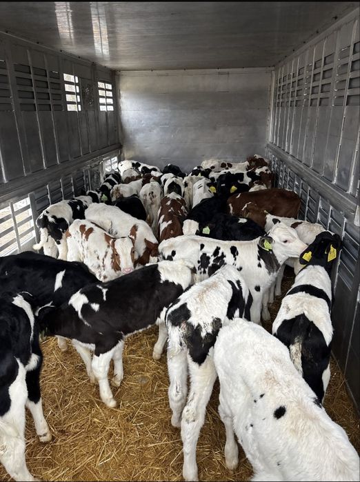 Byczki oraz jałówki