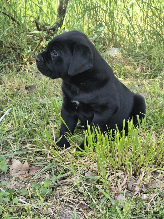 Czarny Cane Corso Italiano szczeniak Rodowód mocni rodzice szczeniacze