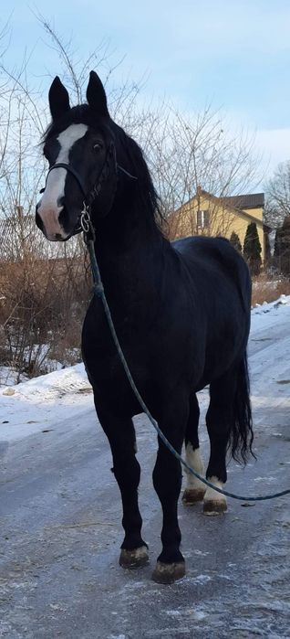 Ogier śląski renzo sprzedam