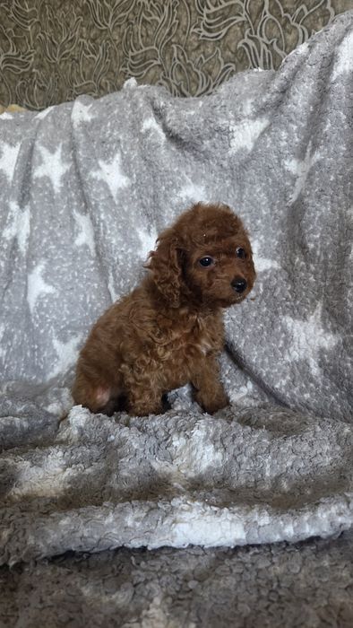 Той пудель девочка