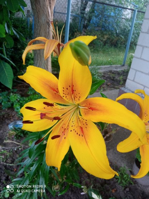 Продаются лилии,