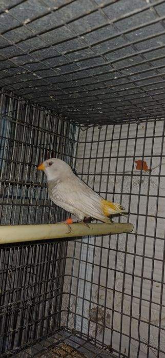 Diamante  sparrow casal