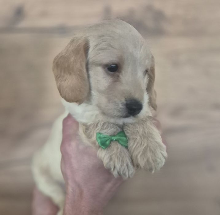 LABRADOODLE Śliczny Chłopiec !