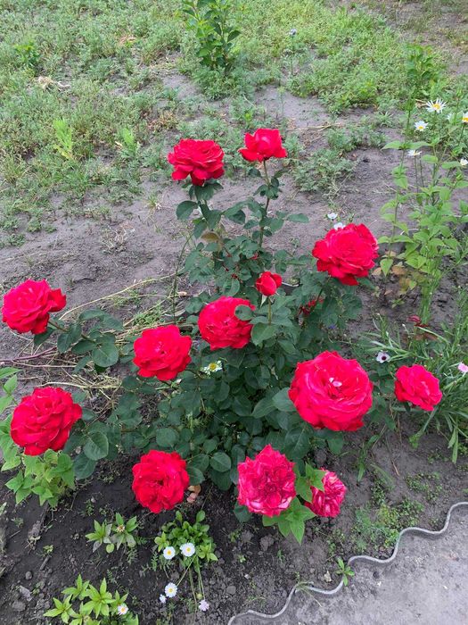 Продам будинок дачу у СТ Труд