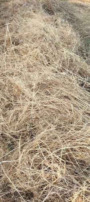 Fardos de mistura de fenos nascidiços 2025