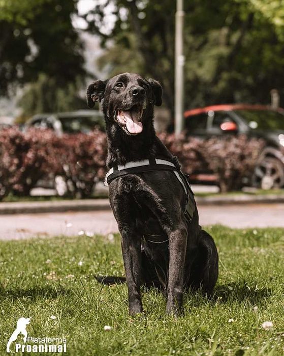 PIRATA - Cãozinho para Adoção!