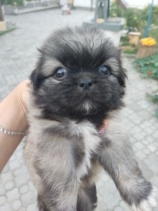 Продам цуценят королівського пекінеса