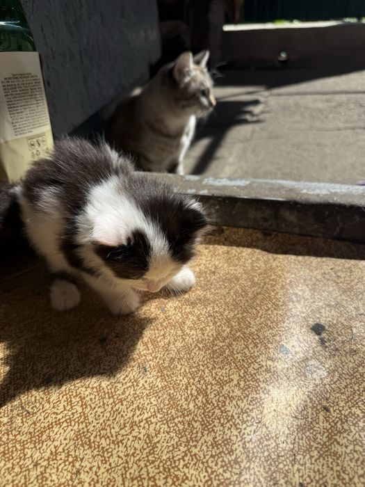 Котенята породисті