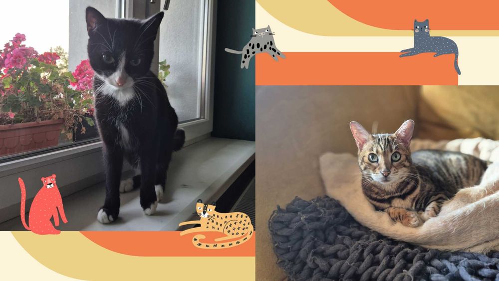 Domowa Opieka Hotel dla Kotów - Psów - Świnek Morskich - Jeży - Ptaków