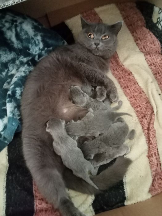 Шотландські кошенята,котик