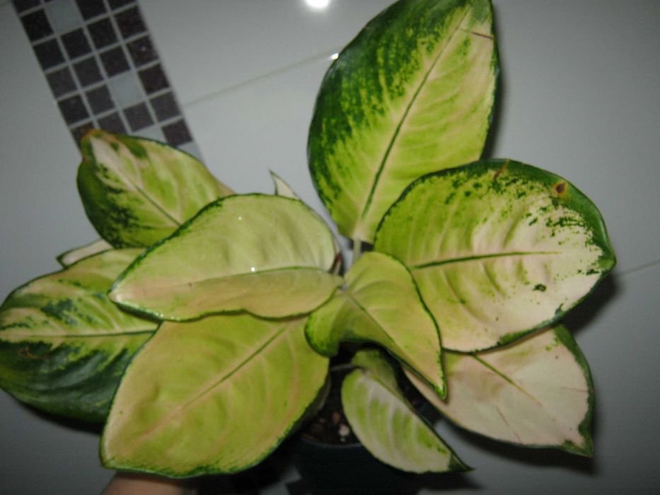 аглаонема яркие комнатные декоративные цветы есть детки от 200грн