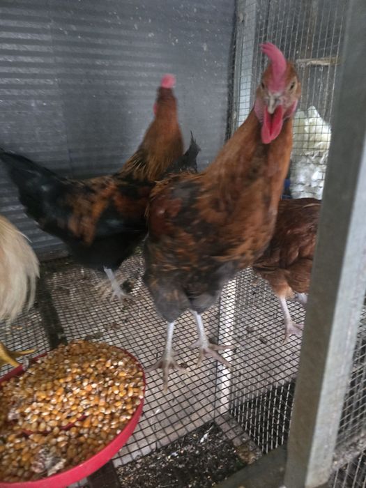 Vendo macho dos ovos chocotate