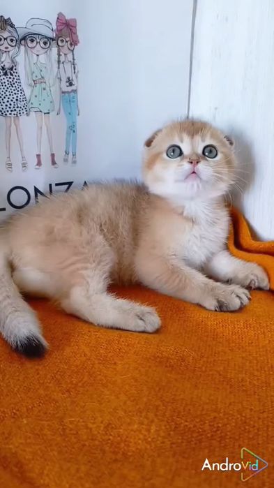 Висловухий котик золотого забарвлення шиншила