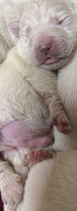 Owczarek podhlanski szczeniak z rodowodem