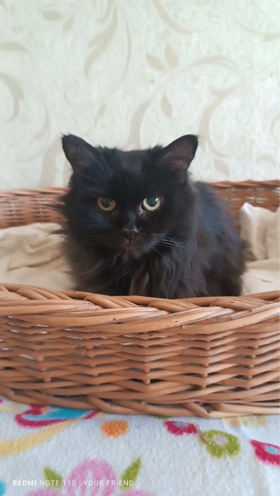 Кошка кошечка пушистая коты кішка кішечка киця